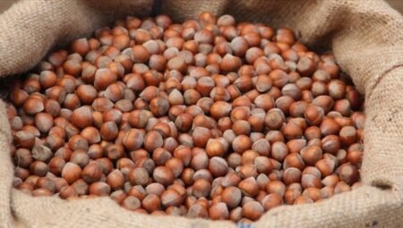 2026 Fındık fiyatları bugün ne kadar oldu? Karadeniz’de güncel piyasa verileri