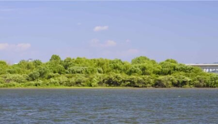 Seoul’ün Kalbindeki Gizemli Ada: Bamseom Adası Ve Onu Dünyaya Tanıtan Film Castaway on the Moon