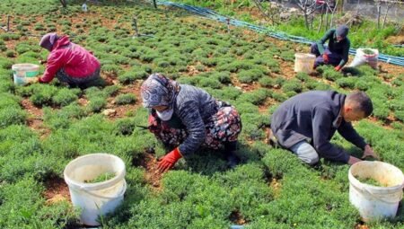 Hatay’da zahter hasadı hızlandı: Altınözü’nde 10 tonluk verim beklentisi