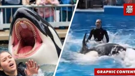 Jessica Radcliffe Kimdir, Pacific Blue Marine Park Nerede ve Orka Saldırısı Videosu Gerçek mi?