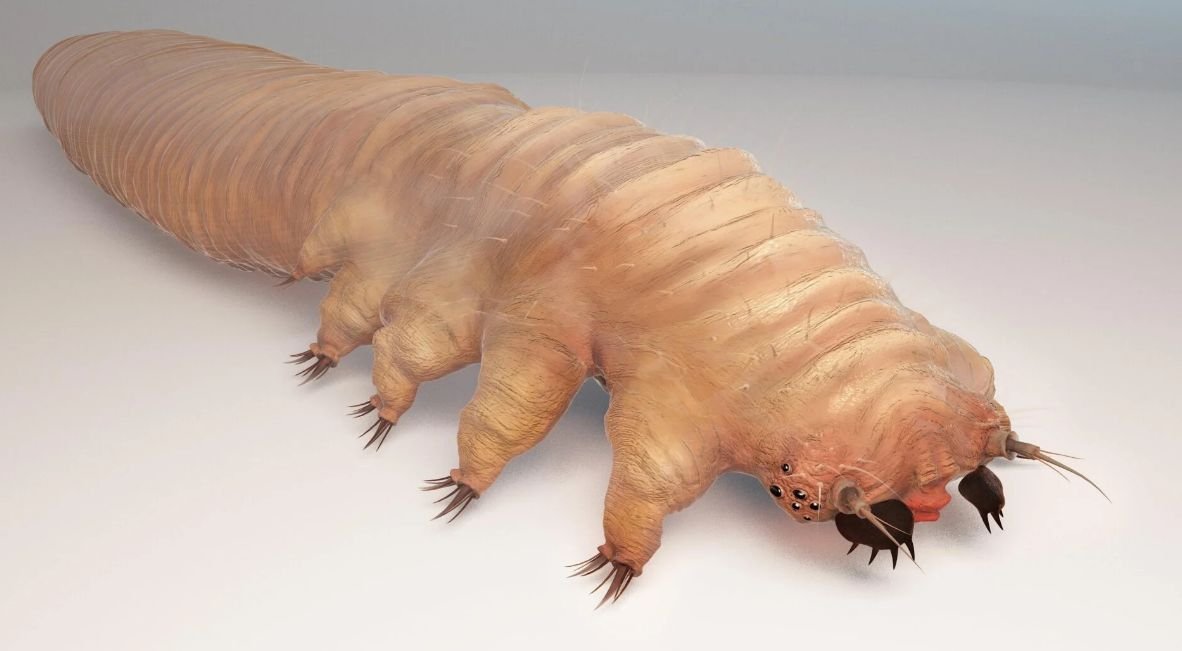 Demodex folliculorum