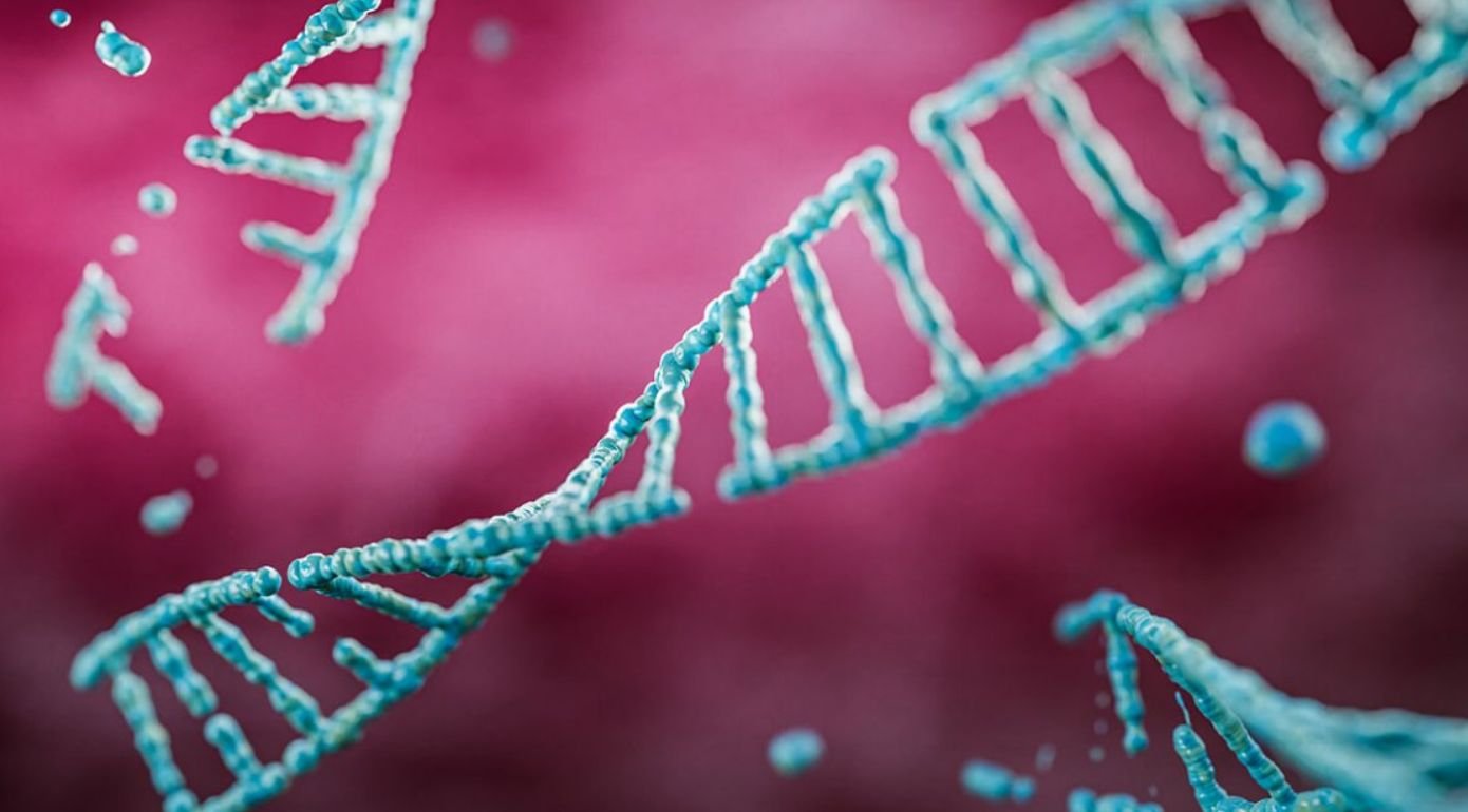 Beyin, Büyümek İçin DNA'sını Kırıp Onarıyor