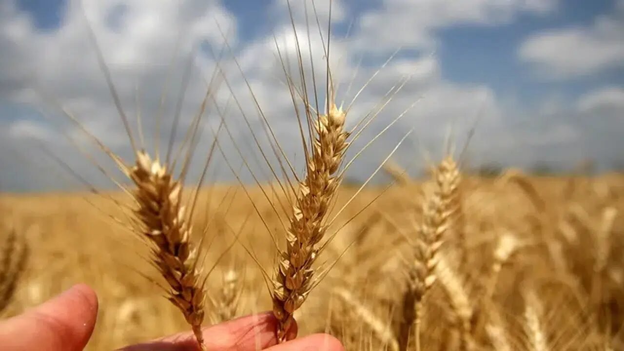 Buğday ve arpa fiyatları ne kadar oldu, yeni alım fiyatları açıklandı mı?