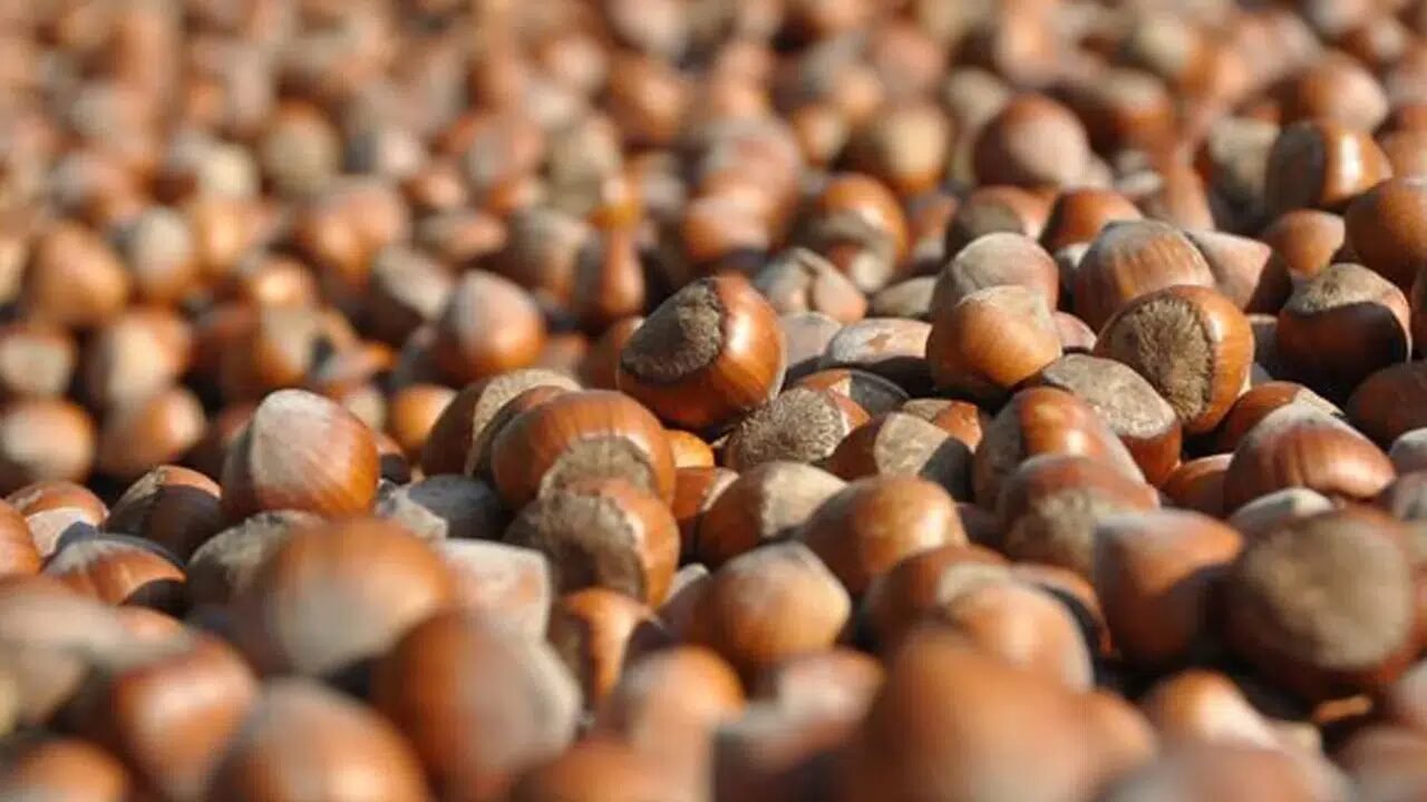 Fındık fiyatları ne kadar, güncel piyasa verileri neler?