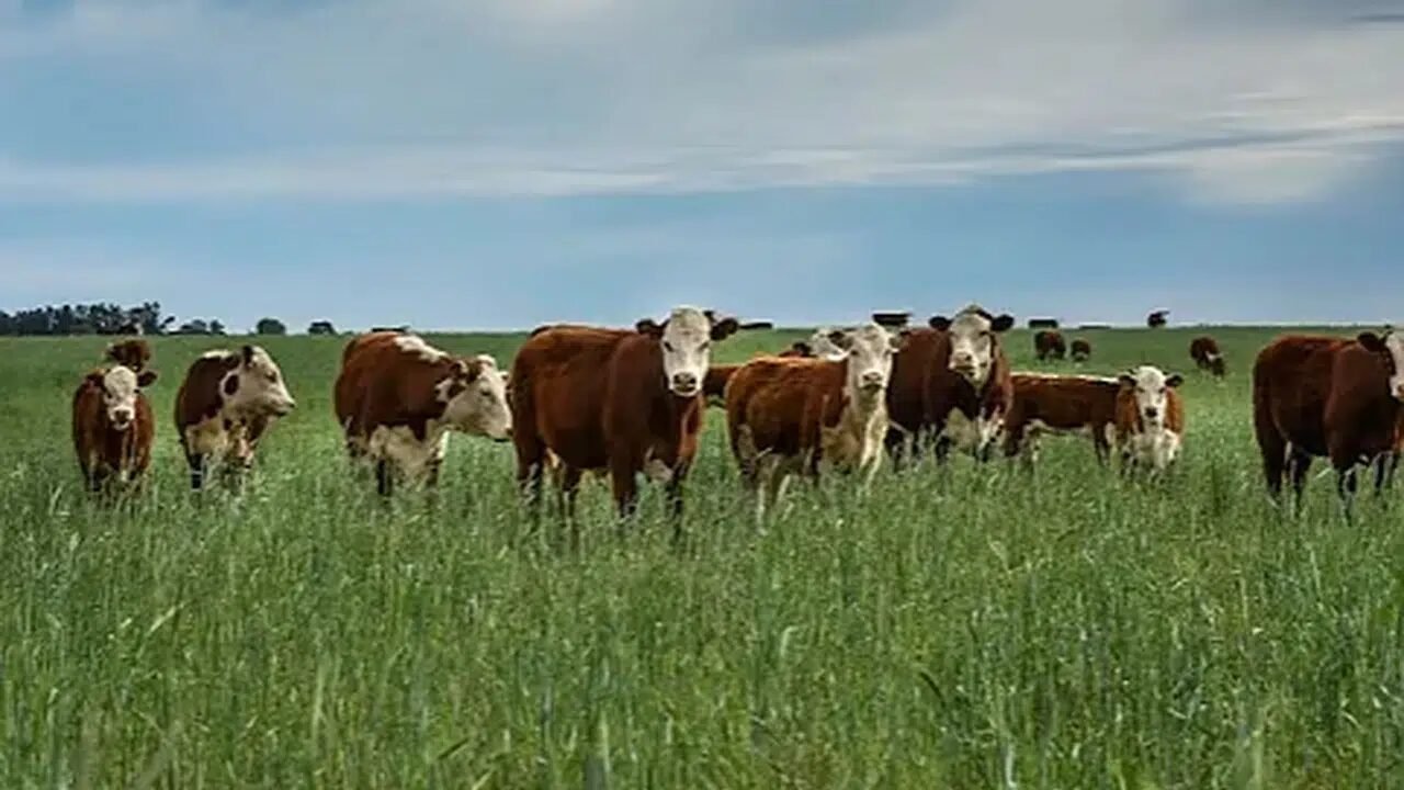 Kırsalda Bereket Projesi başvuru sonuçları nereden sorgulanır?
