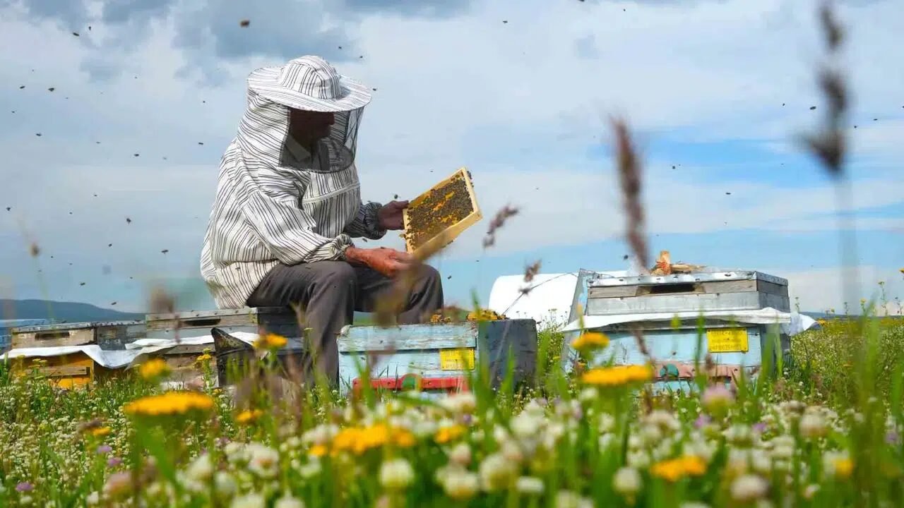 Muş Ovası’nda 290 bin kovanla bal hasadı heyecanı: Bölge ekonomisi için dev sezon başlıyor