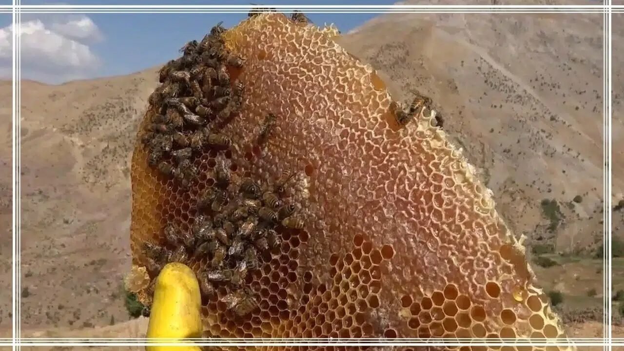 Ardahan çiçek balı fiyatı ne kadar, kilogram fiyatı nasıl belirleniyor?