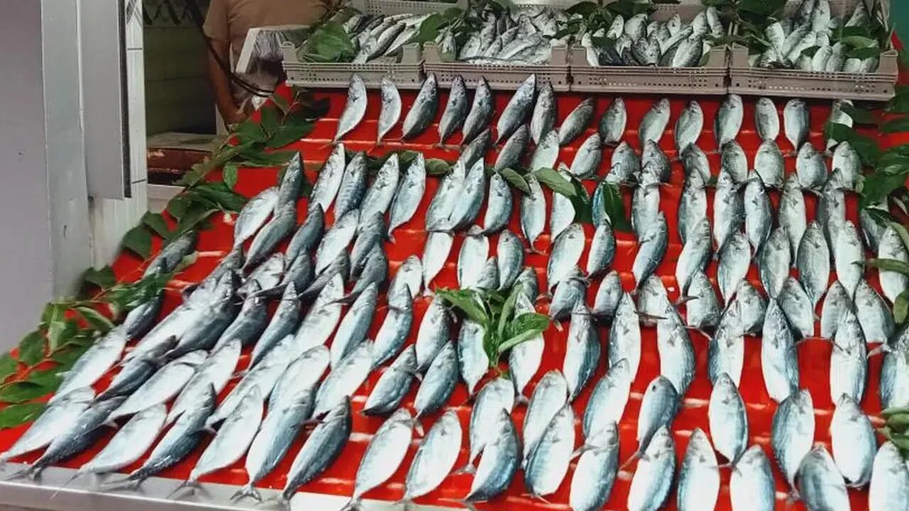 Bandırma’da 100 TL’ye düşen palamut fiyatları alışverişi hareketlendirdi