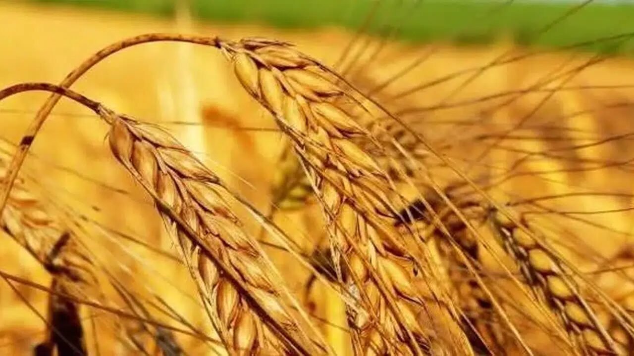 Tarım girdi fiyatları yıllık bazda yüzde 30,28 oranında yükseldi